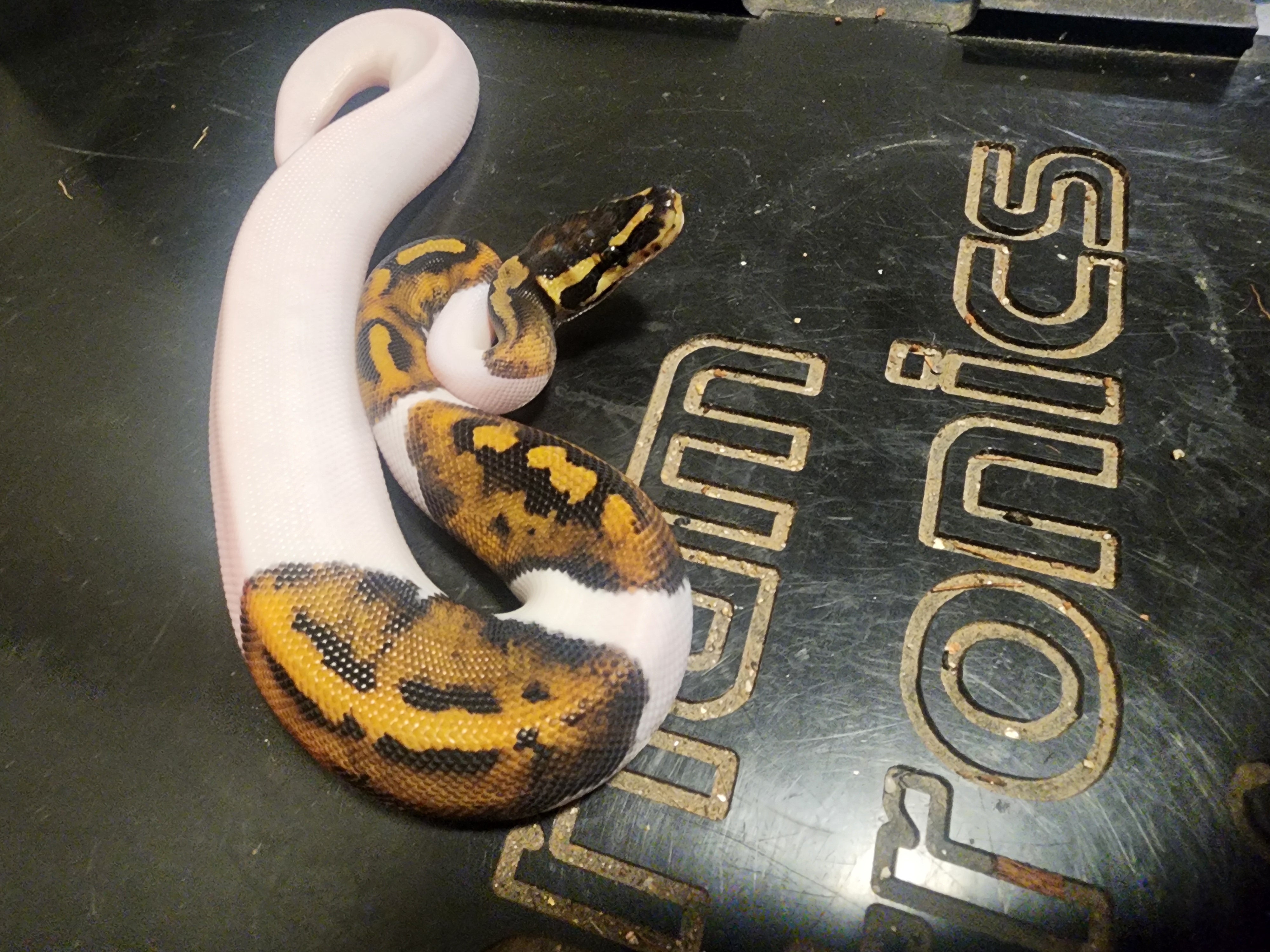 2026 female pied