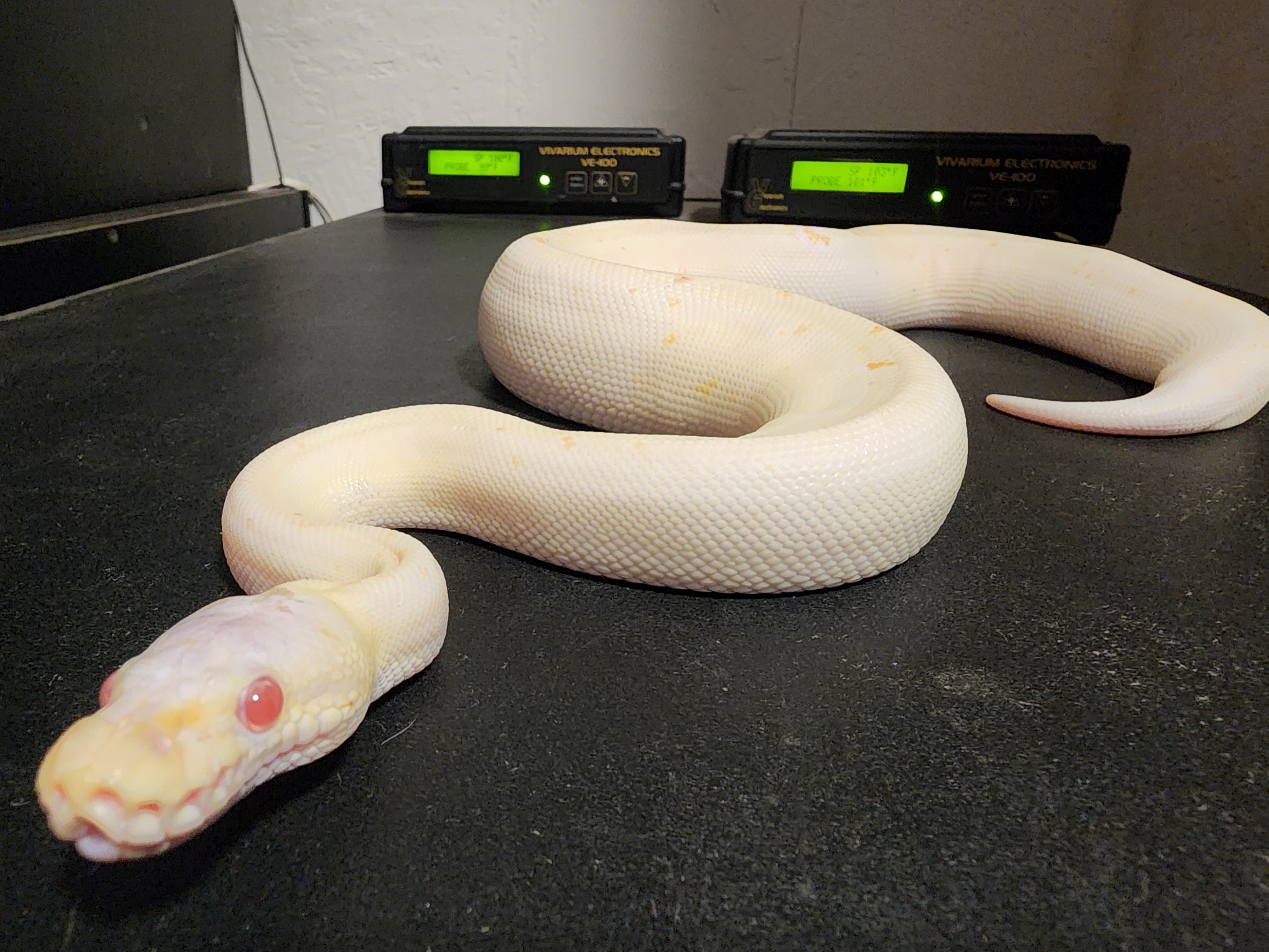 2024 Blizzard ( super black albino )