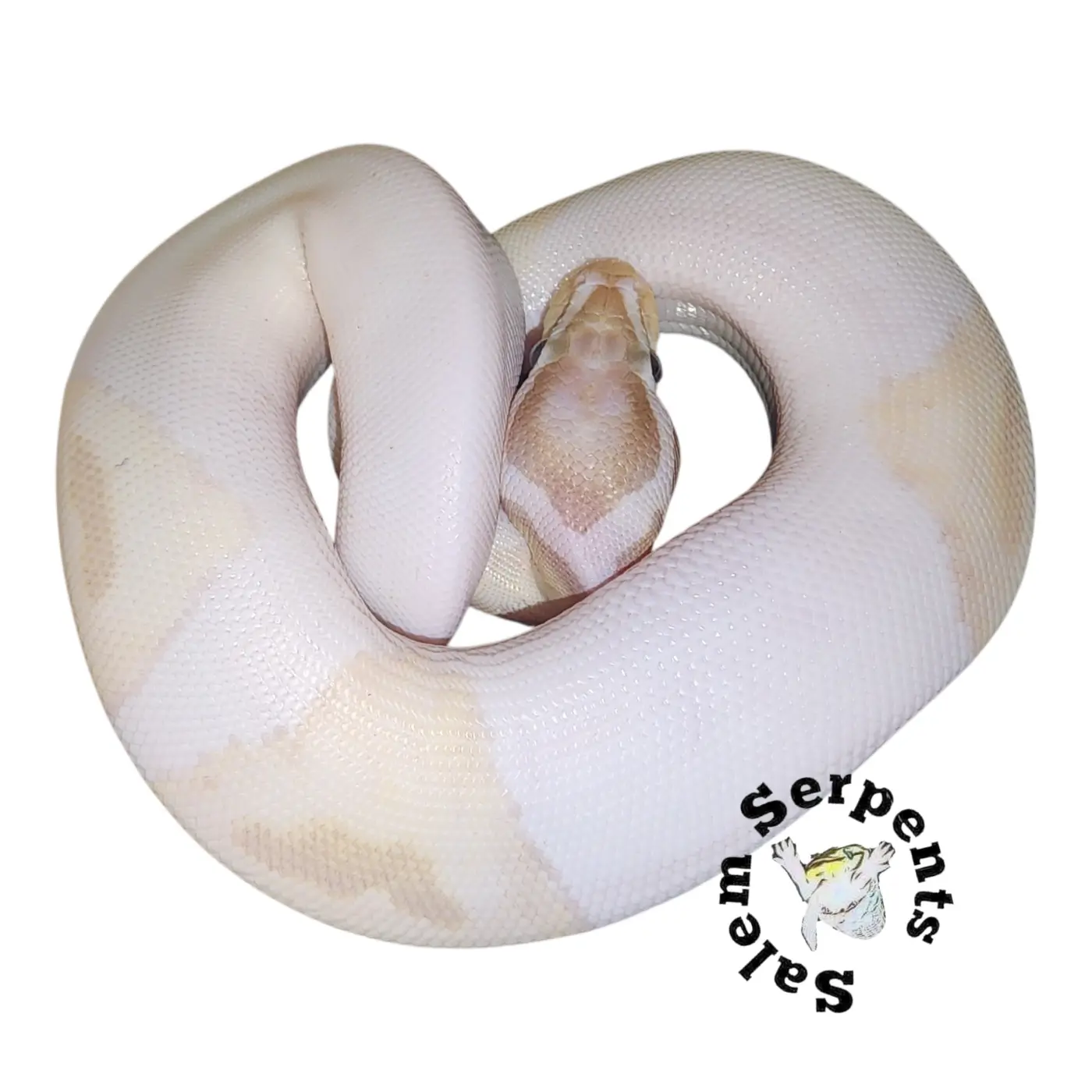 2026 female banana VPI Axantic pied