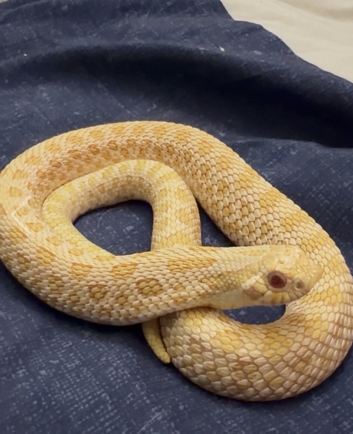 Arctic Albino 100% Het Swiss Chocolate