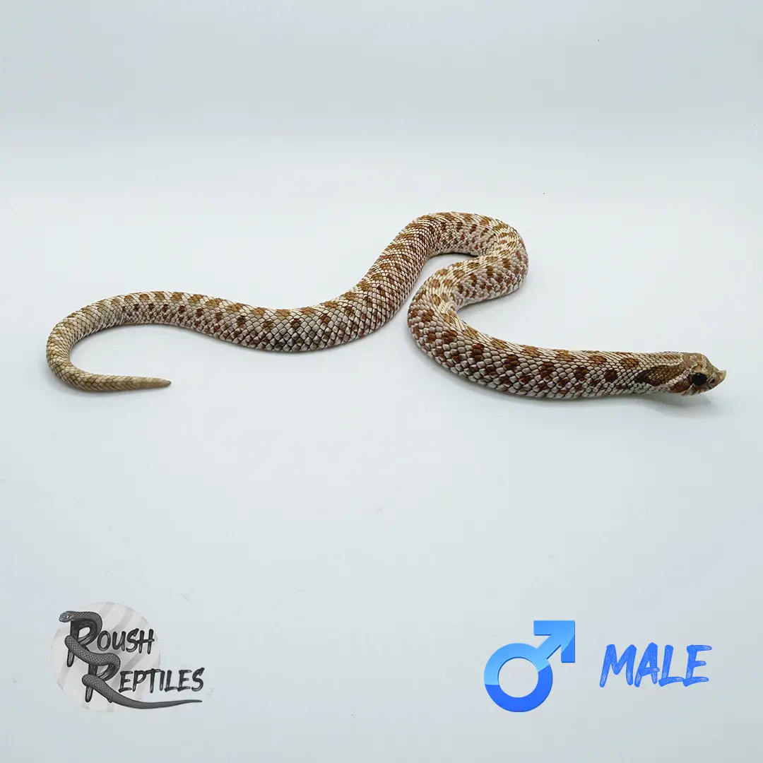2024 Male Toffee Belly Hognose
