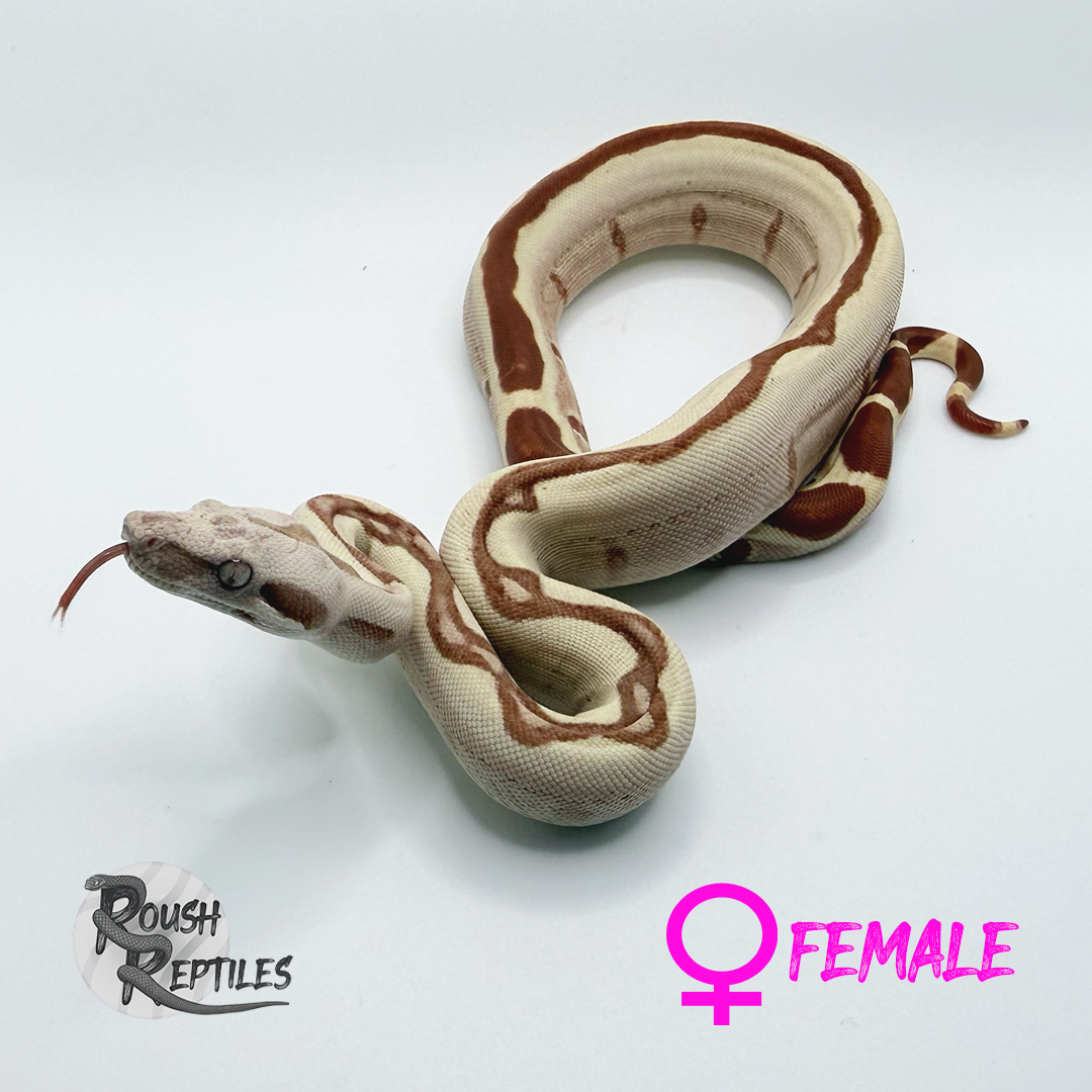VPI T+ Hypo Jungle