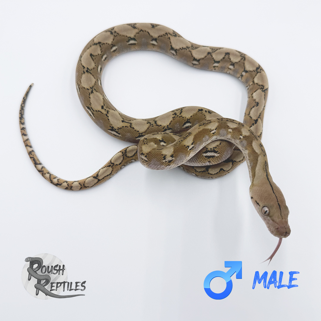 Platinum Retic (Read Description)