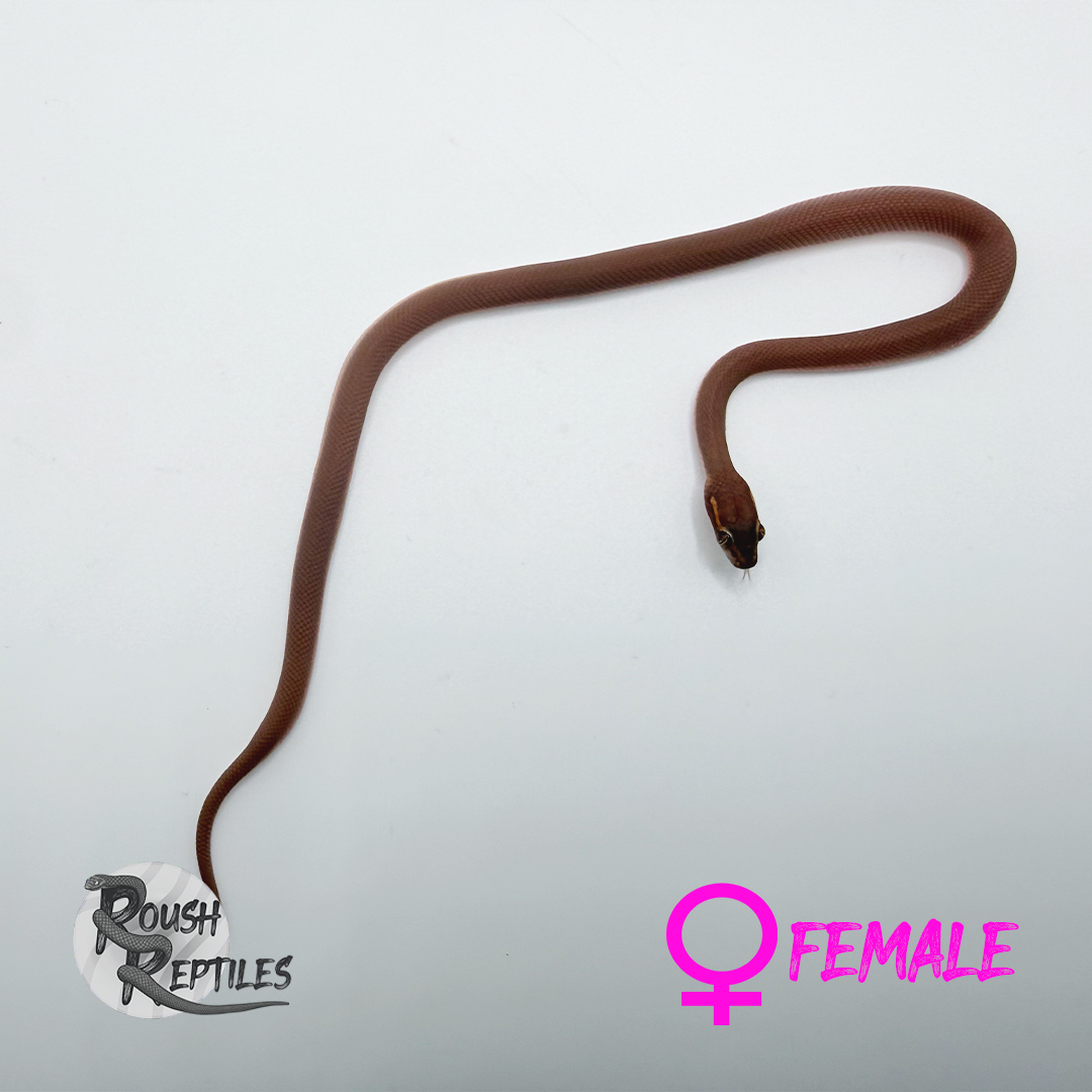 Namibian House Snake