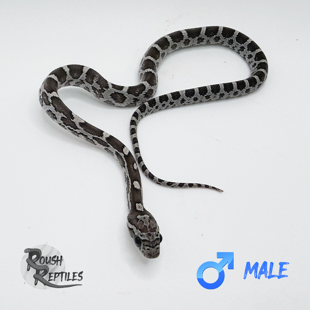 Anery Multi-Het Corn Snake