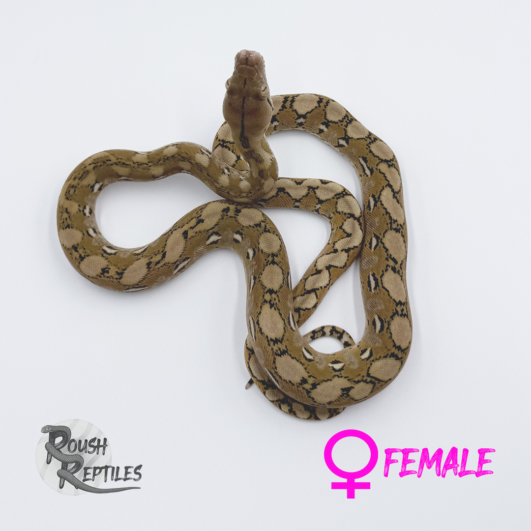 Platinum Retic (Read Description)