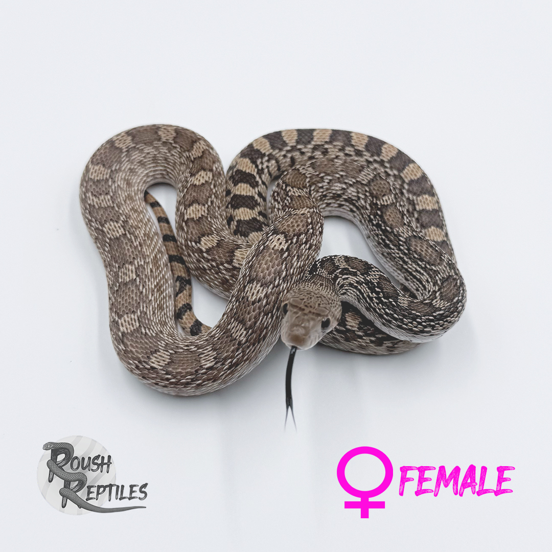 F1 Sonoran Gopher
