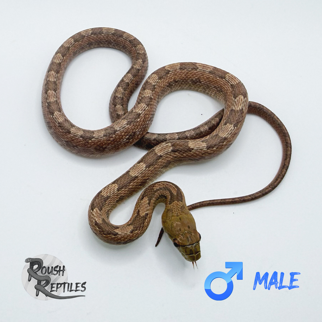 Het Hypo Everglades Rat Snake