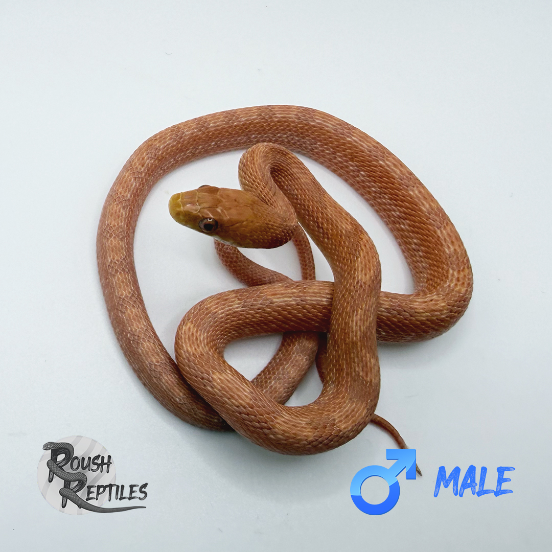 Hypo/"Albino" Everglades Rat (Great Bloodline!)