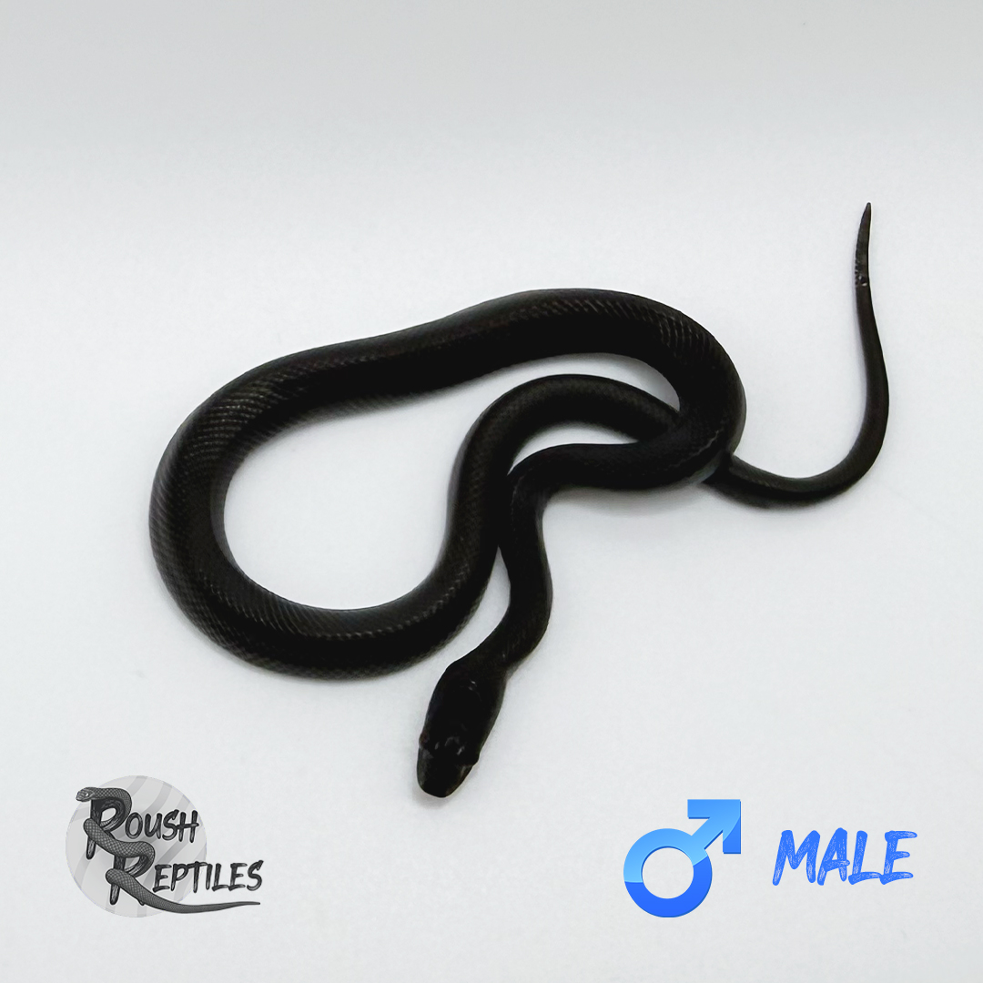 Black House Snake (Congo Locale)