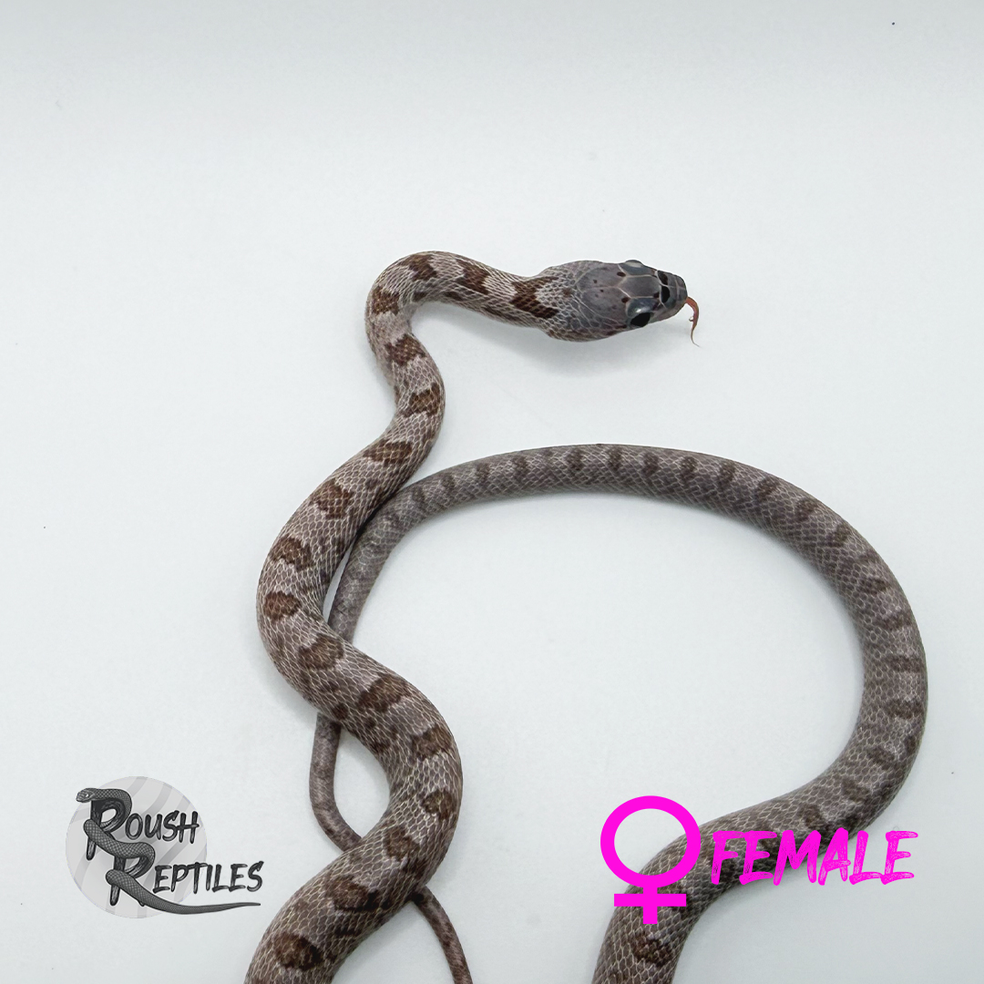 Hypo Baird's Rat Snake ("T+ Albino")