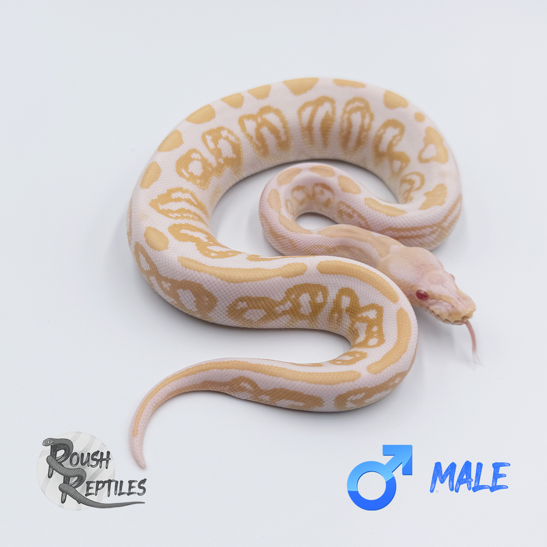 Albino Black Pastel