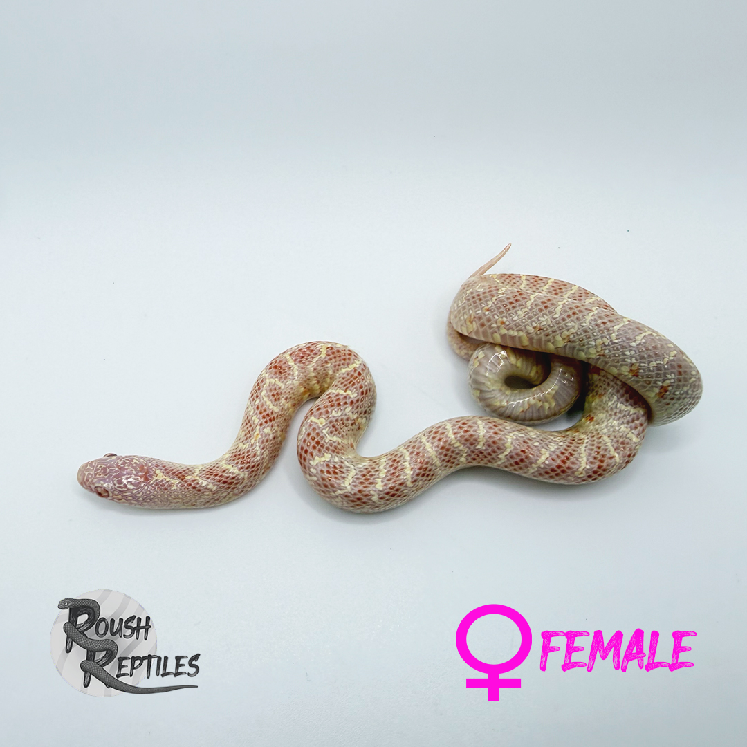 T- Albino Female