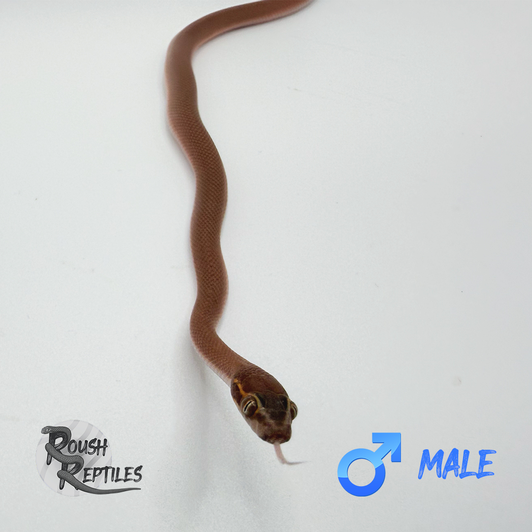 Namibian House Snake