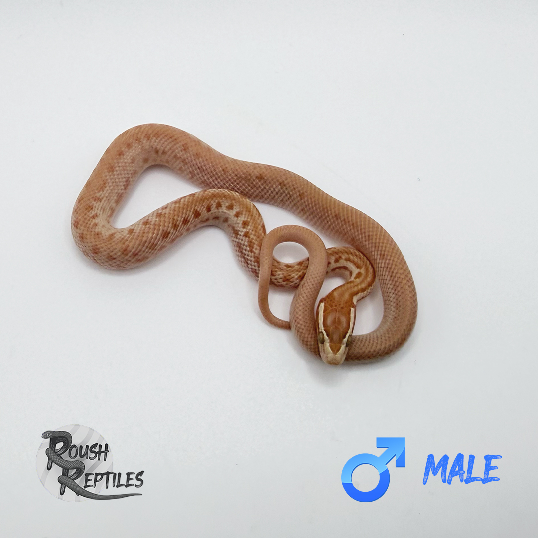 T- Albino Cape House Snake