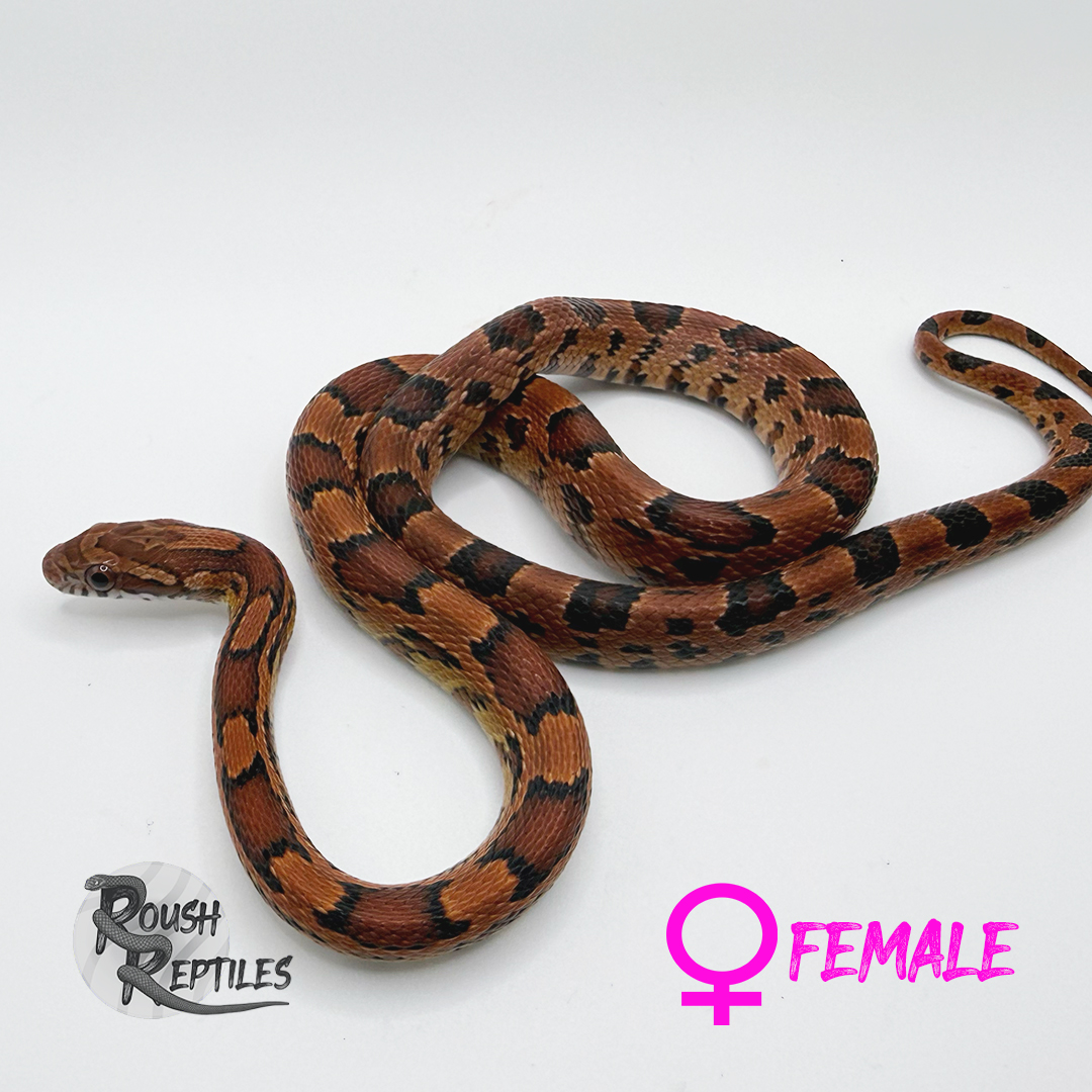 Okeetee Corn Snake