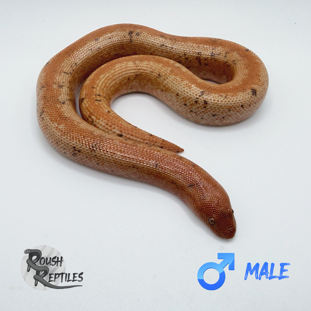 Paradox Albino Stripe