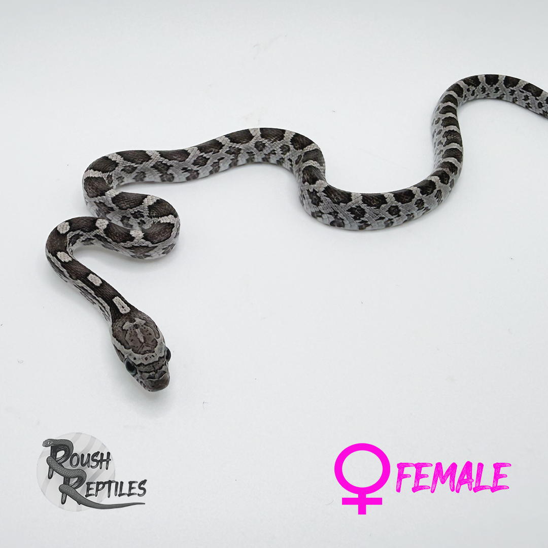 Anery Multi-Het Corn Snake