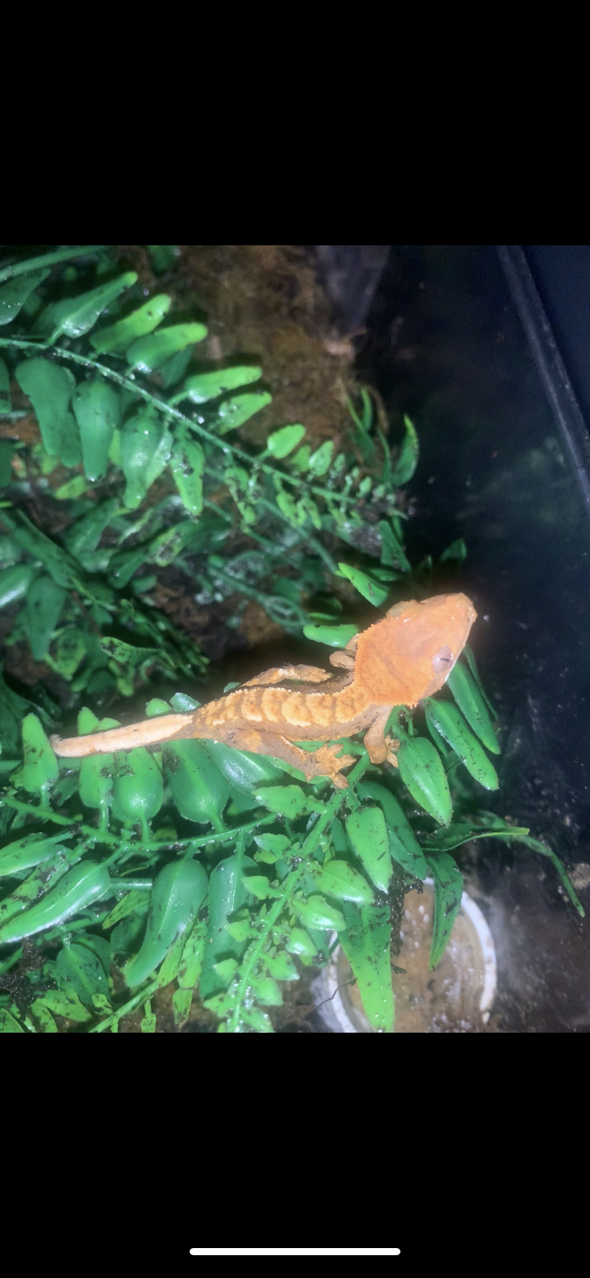 Baby extreme harqueline