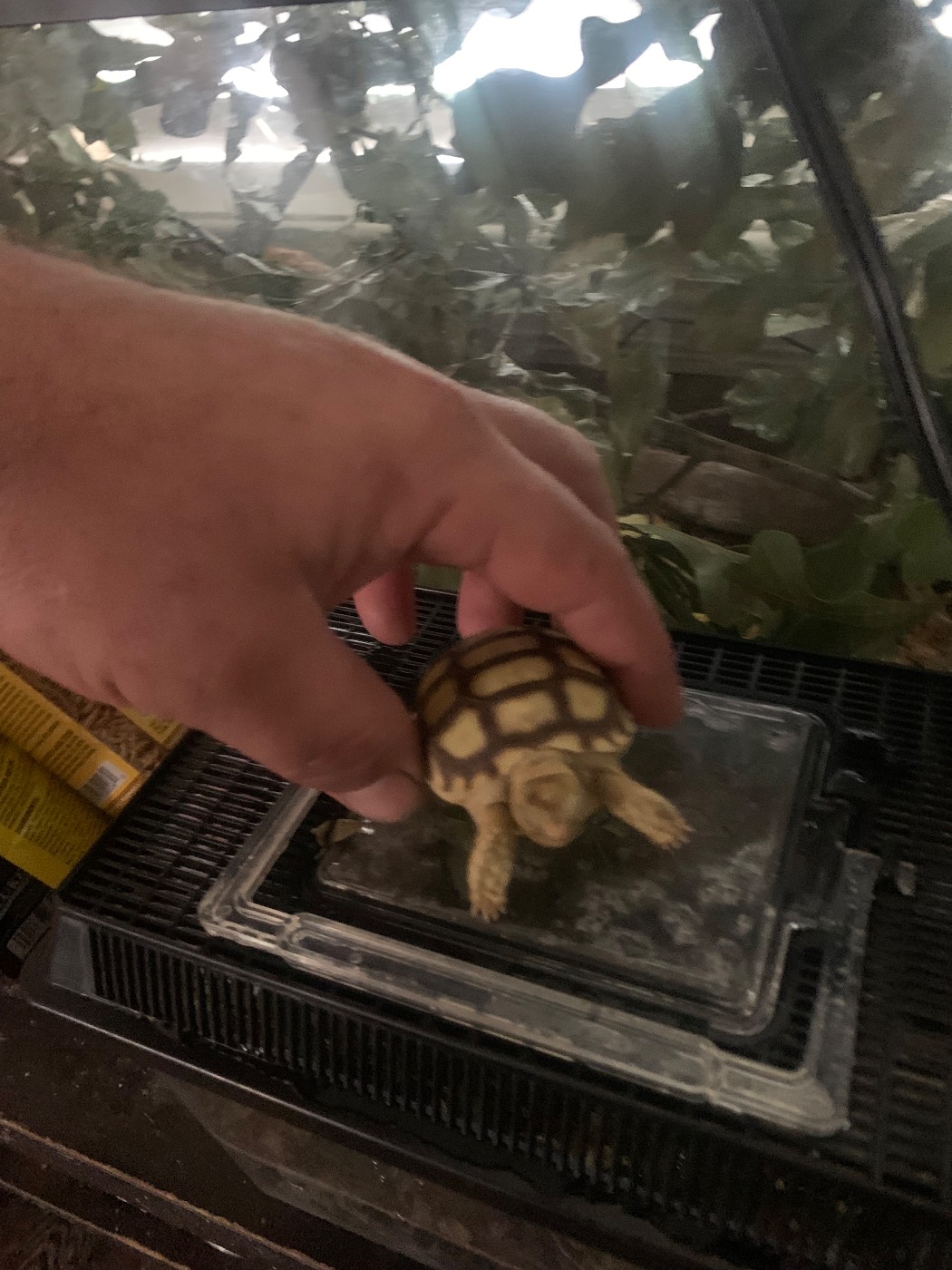 Baby Sulcata tortise