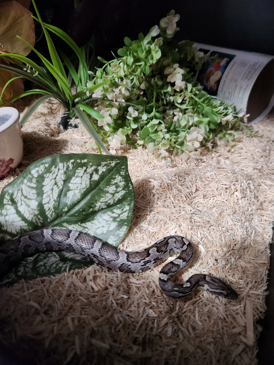 2023 Male Charcoal Masque Zigzag