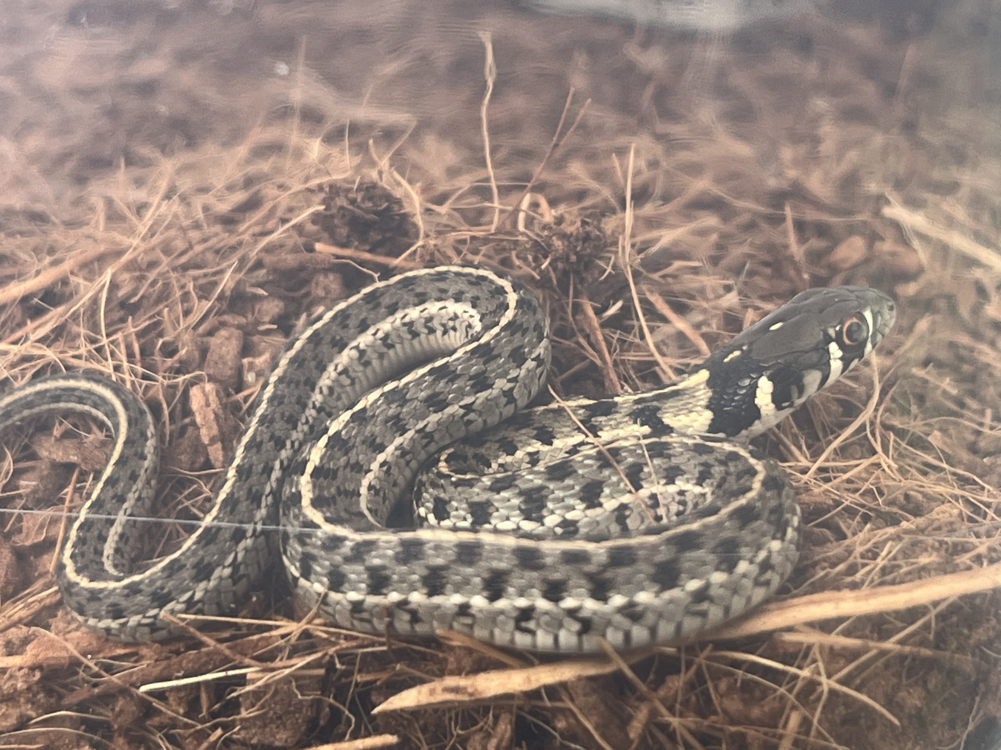 2026 Baby Checkered Garter Snakes