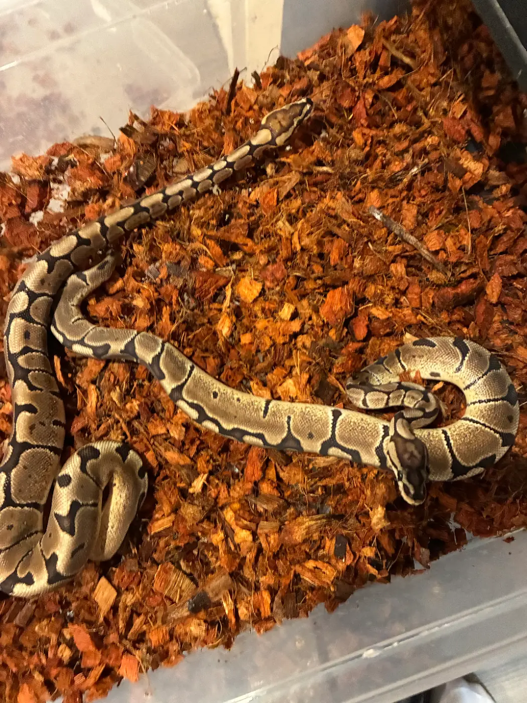 2026 1.1 pair hidden gene woma het clown