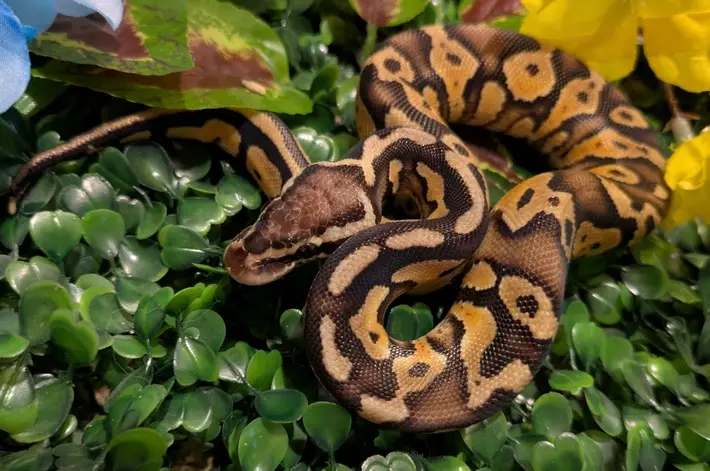 2025 Pastel Vanilla het DG possible het hypo