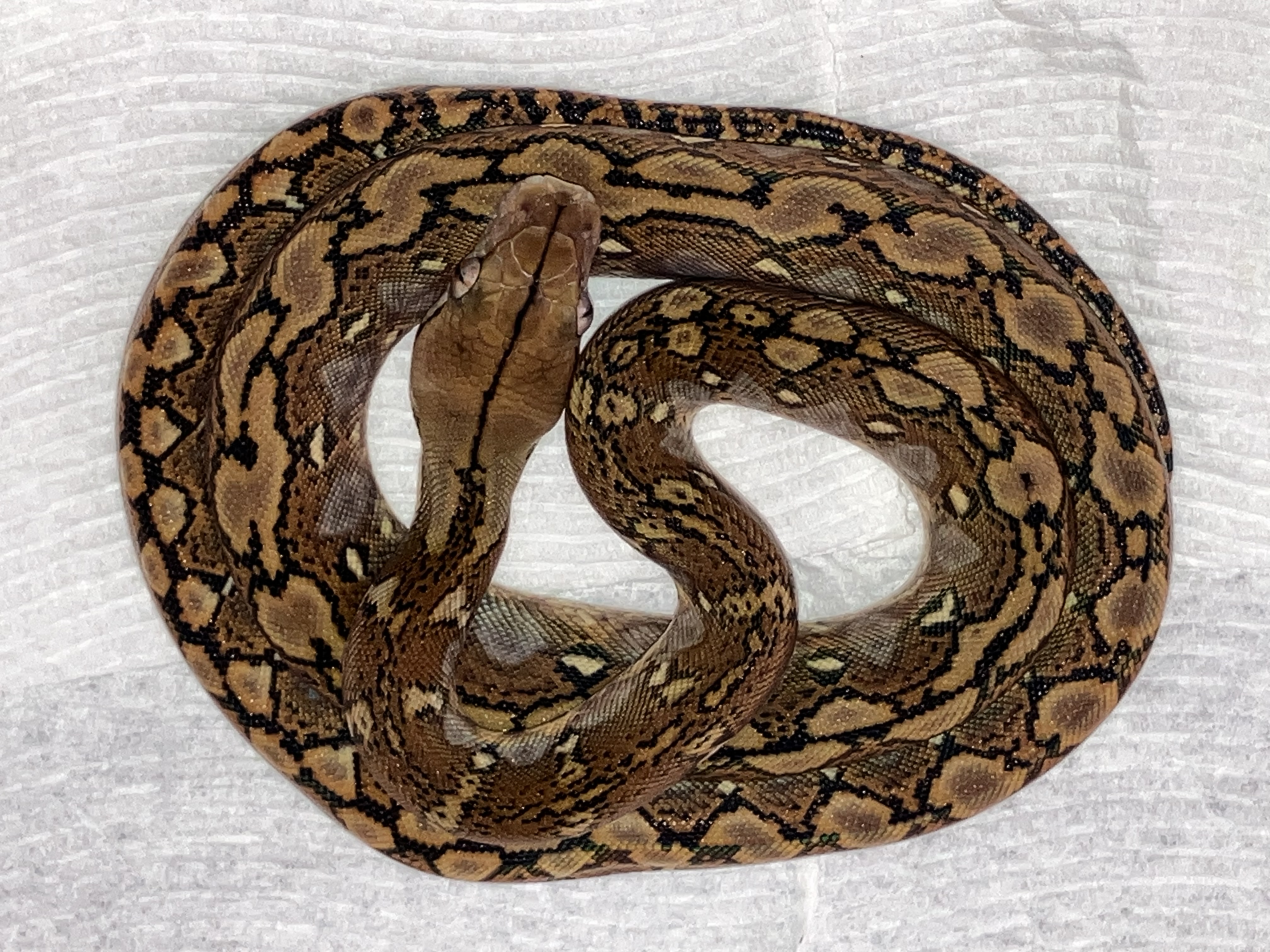 68.750 % super dwarf 100% het pied 50% het albino
