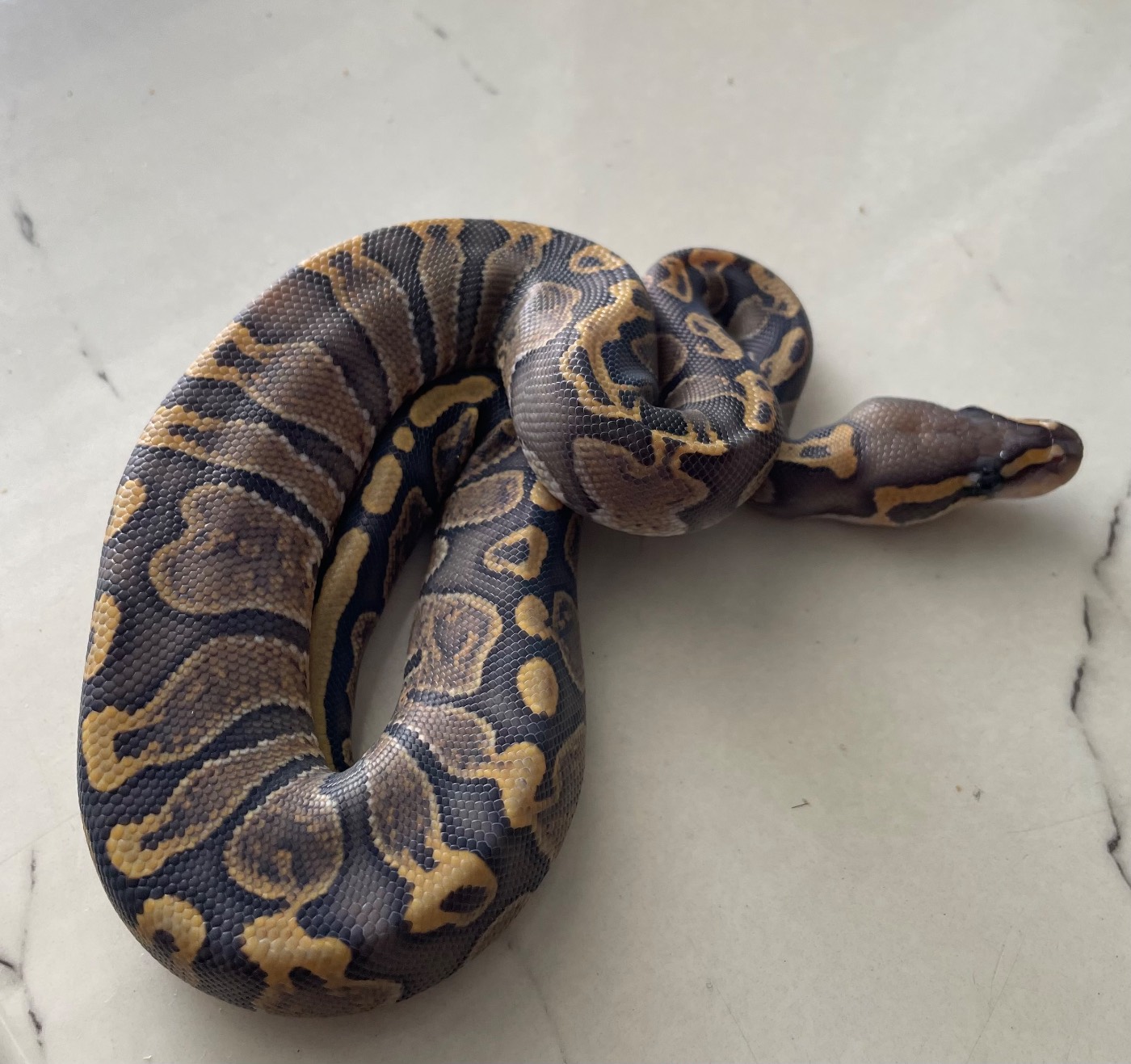 GHI HYPO HET PIED