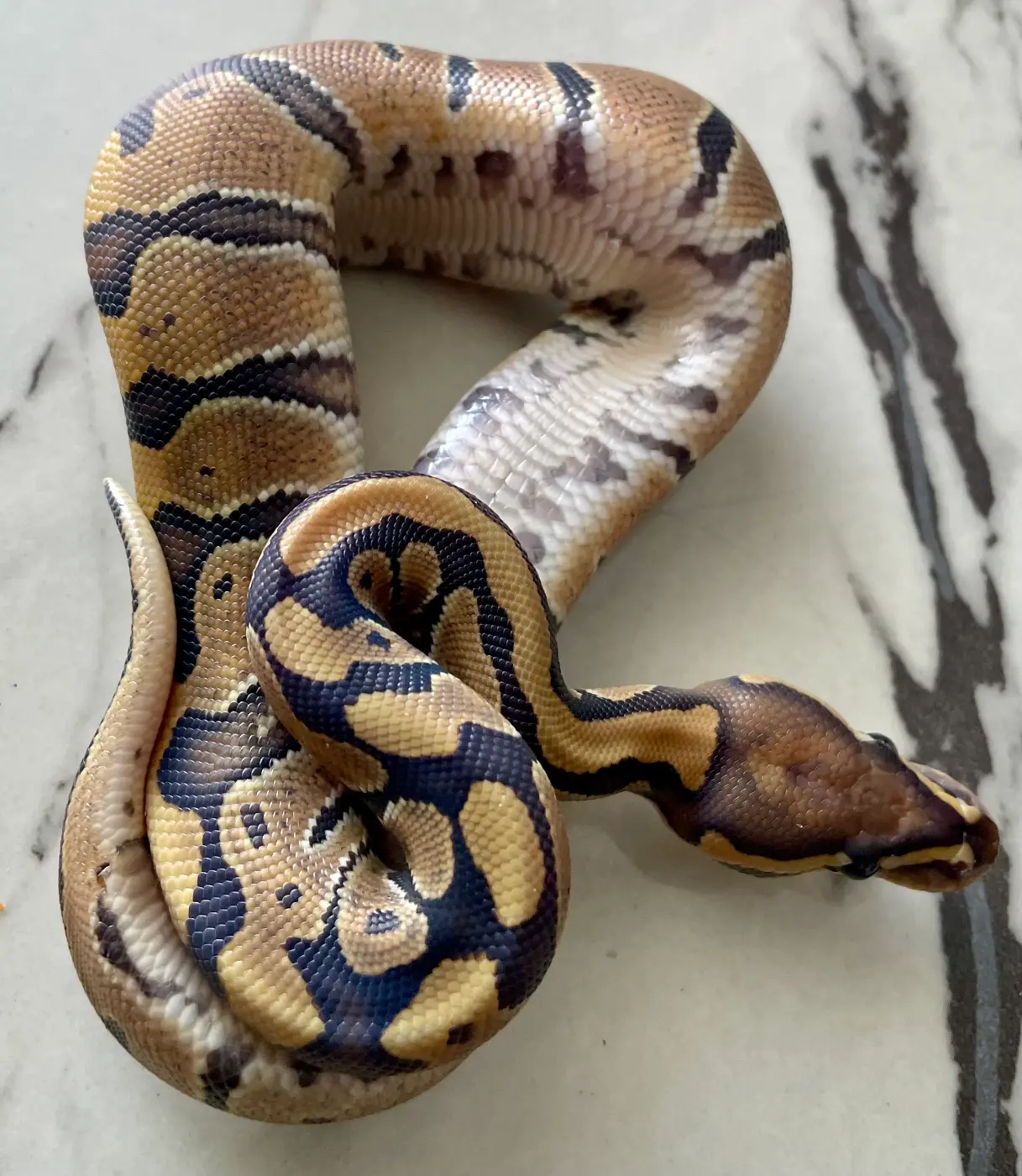 Female hypo het pied