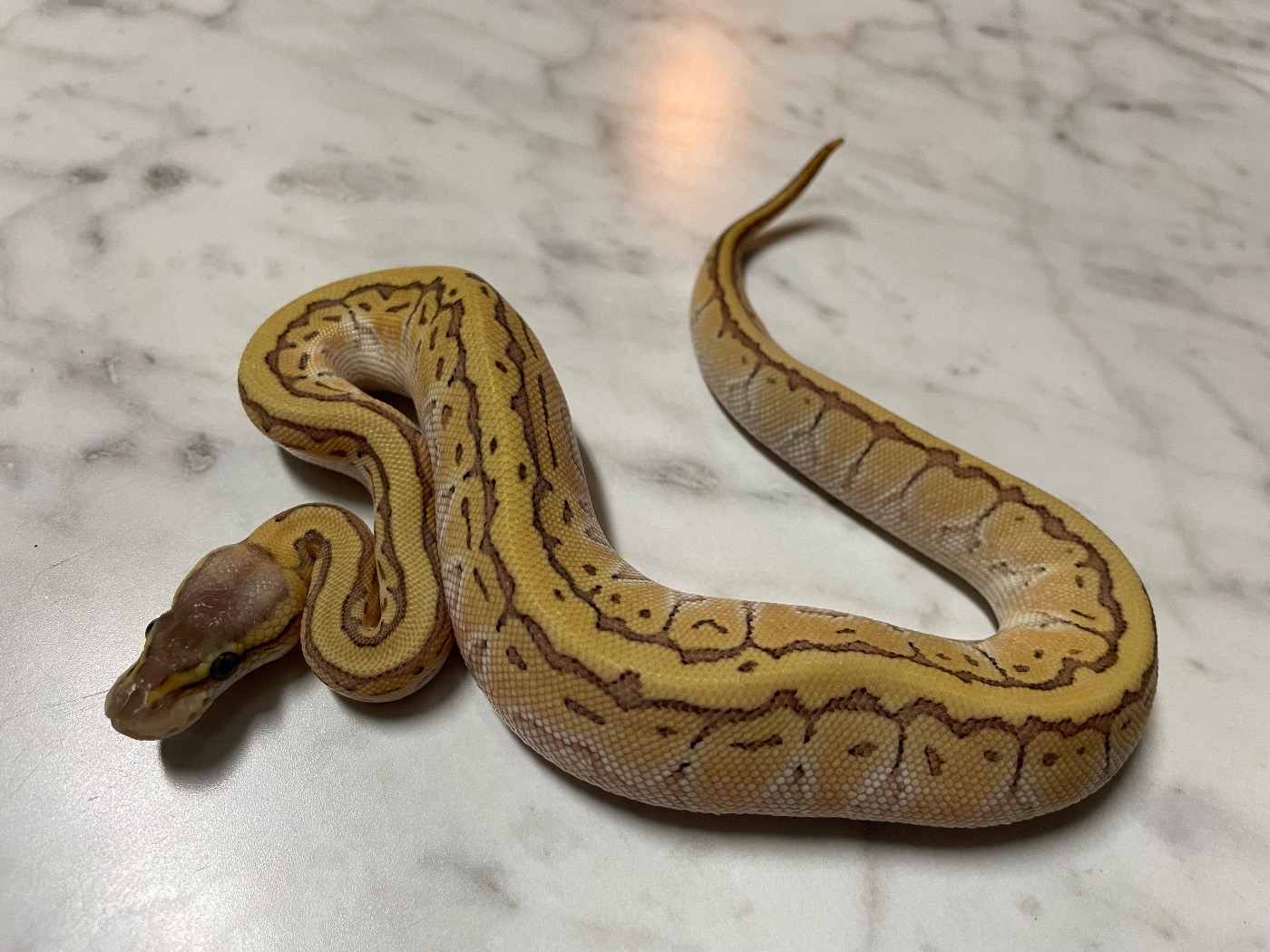 Female Pinteipe lesser pastel OD