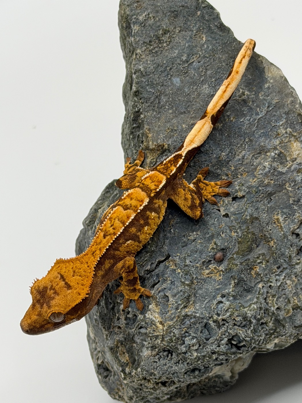 Nutty Buddy- Extreme harlequin