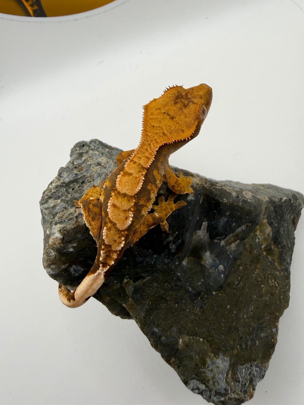 Swiss Roll- funky orangey harlequin