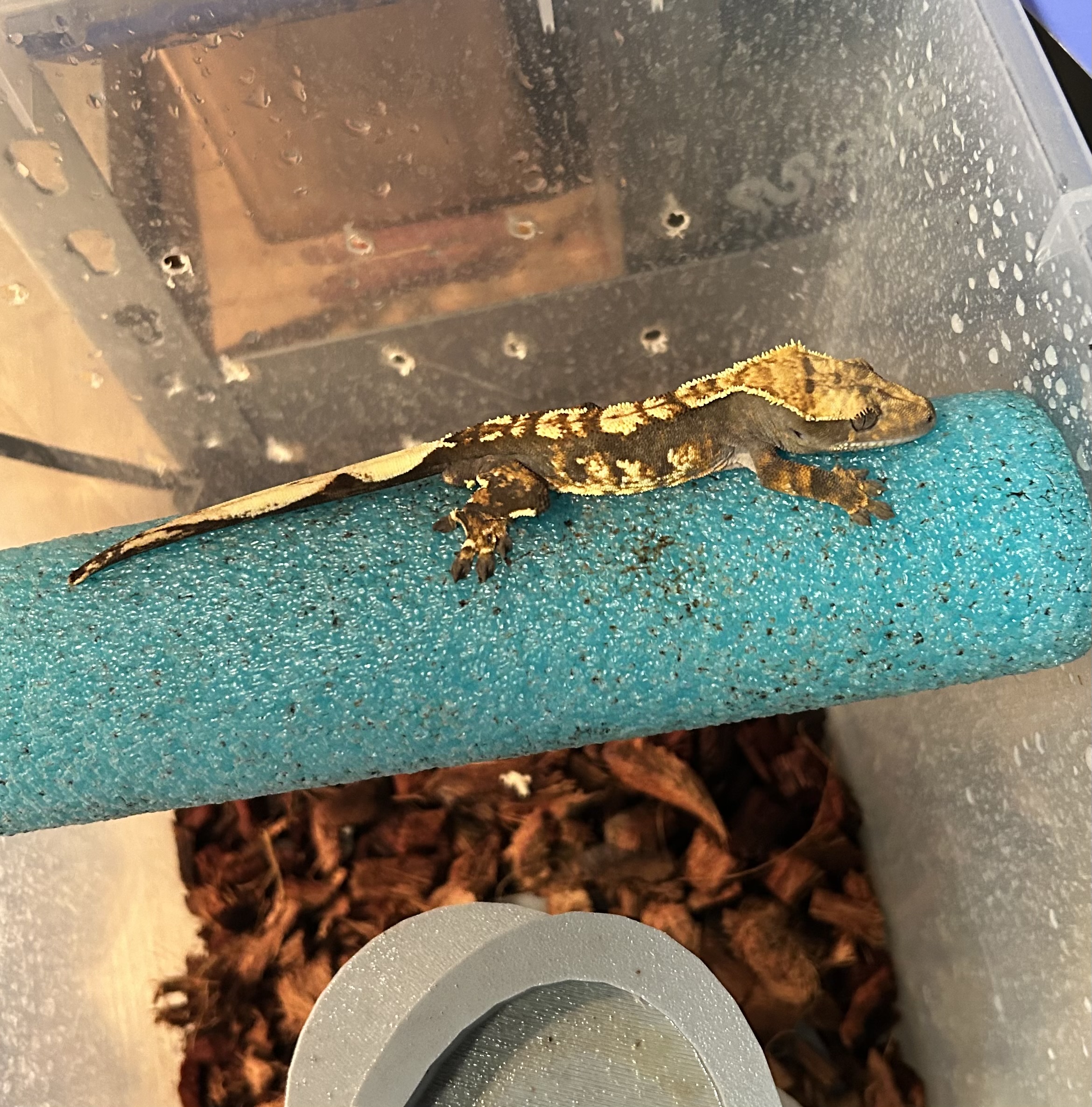 2025 female tri color crested gecko