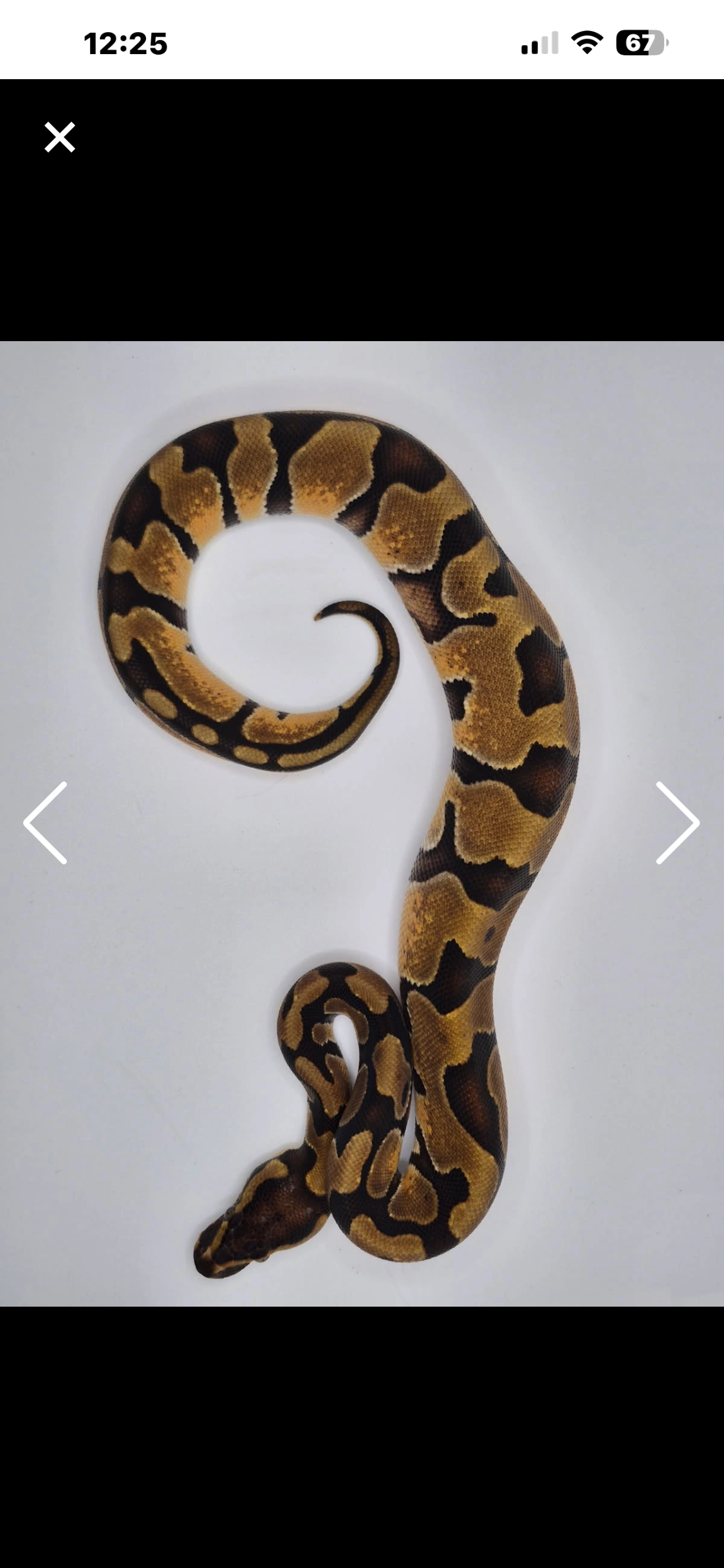 2025 enchi het hypo pair