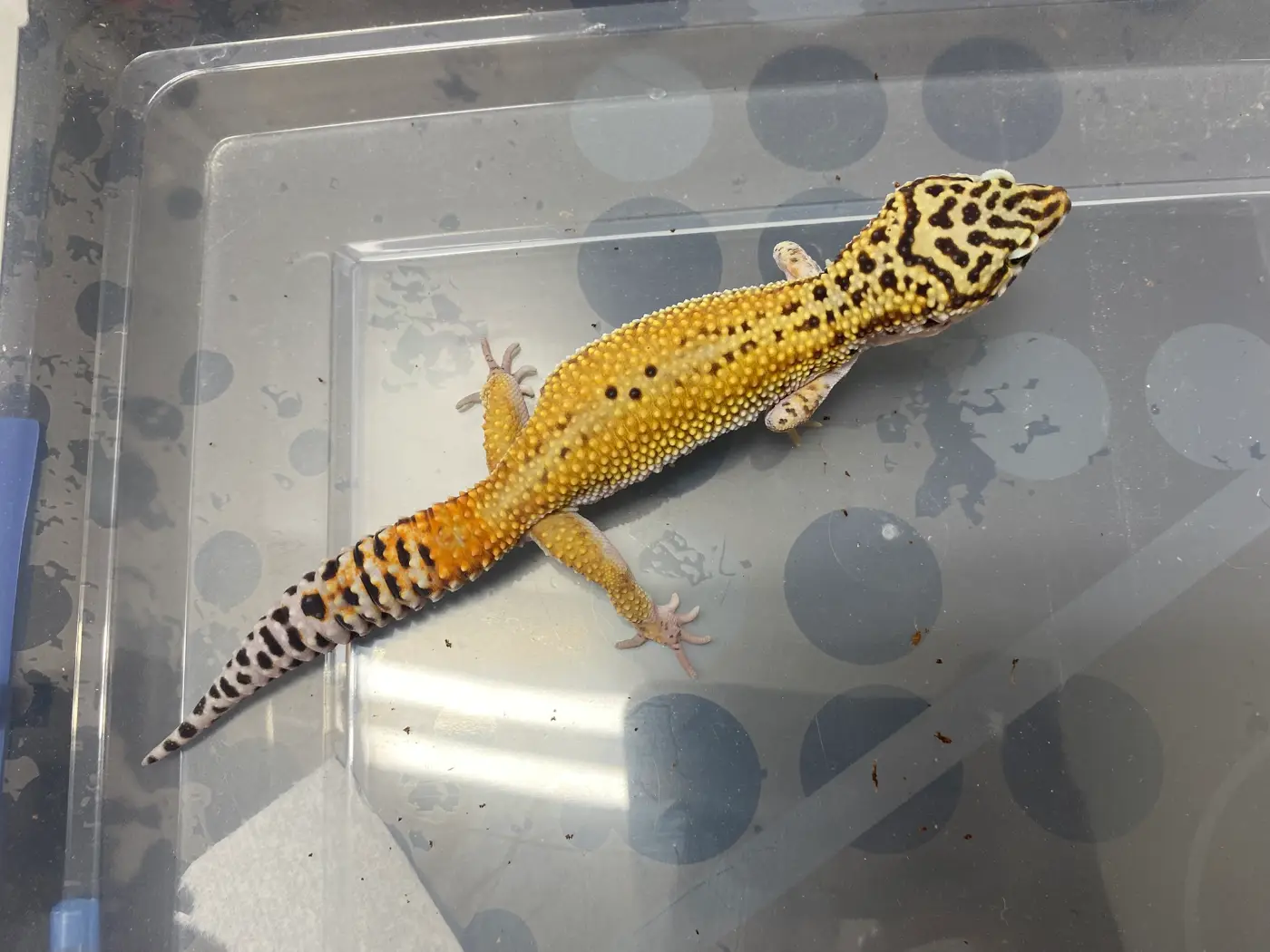 Tangerine Cipher small % chance het tremper
