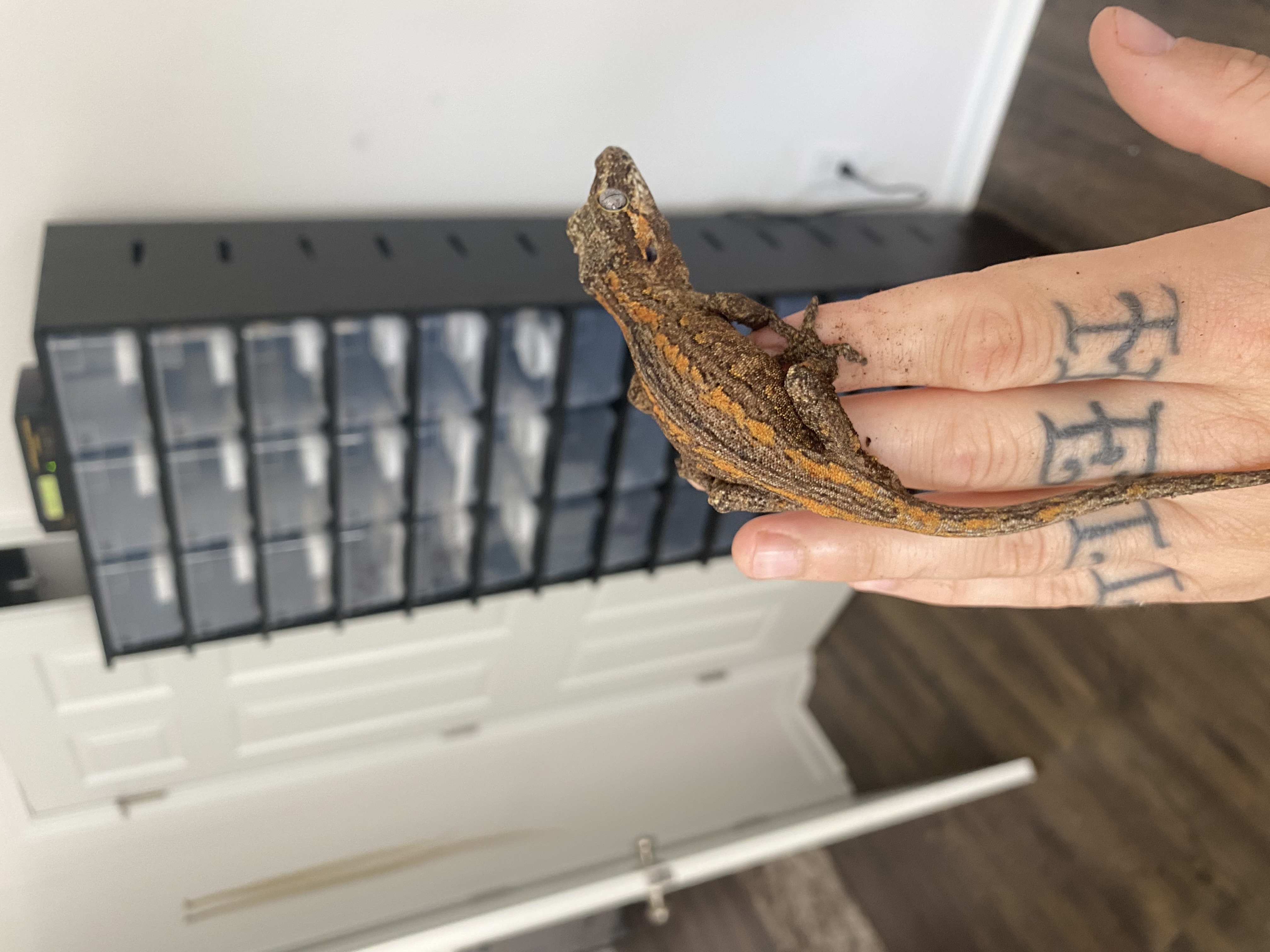 1.0 Orange Stripe Gargoyle Gecko 2024