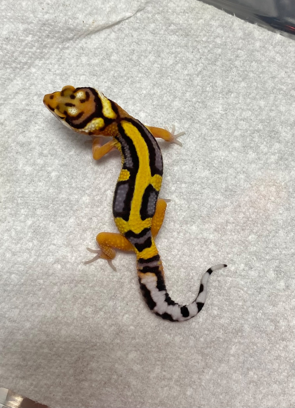 Mandarin Tangerine Bold stripe Bandit/Halloween Mask 100% het tremper