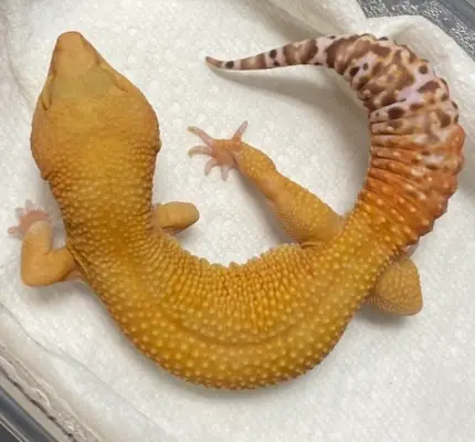 Mandarin Tangerine Bell Sunglow