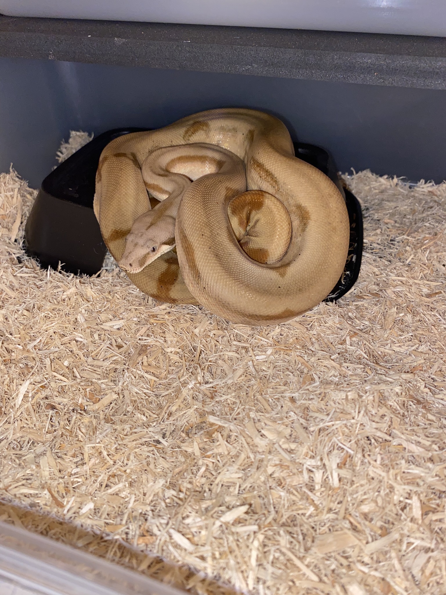 2025 male hypo fire 66% poss het VPI boa constrictor