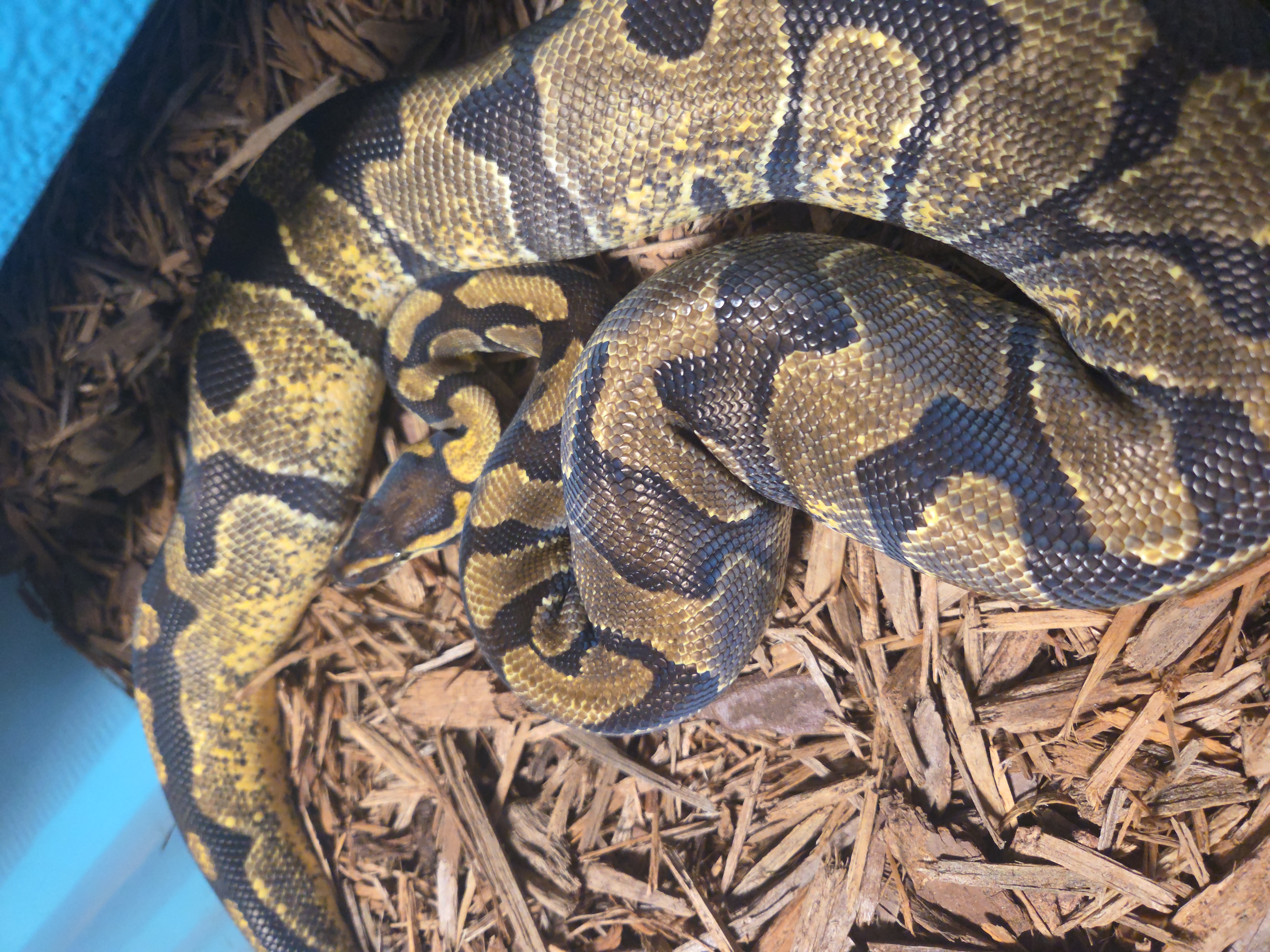 Enchi Het Desert Ghost