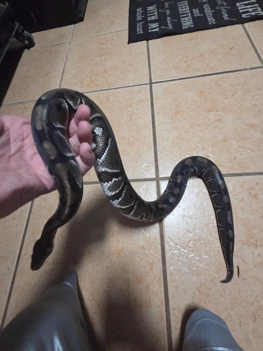 2024 Male Pastel TSK Het Clown