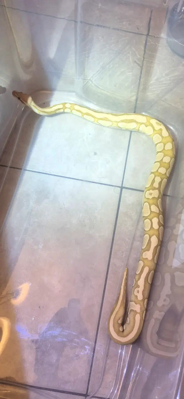 2023 Lesser Banana het Tri-Stripe