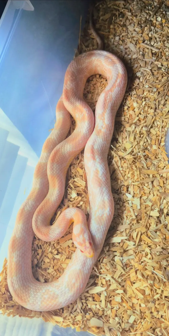 2023 Pink Coral Snow