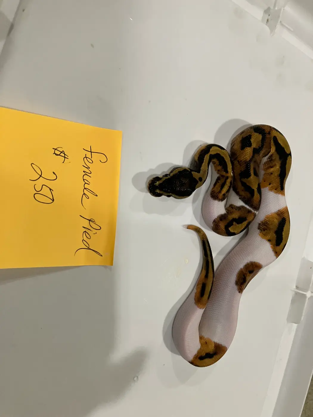 2026 Female Pied