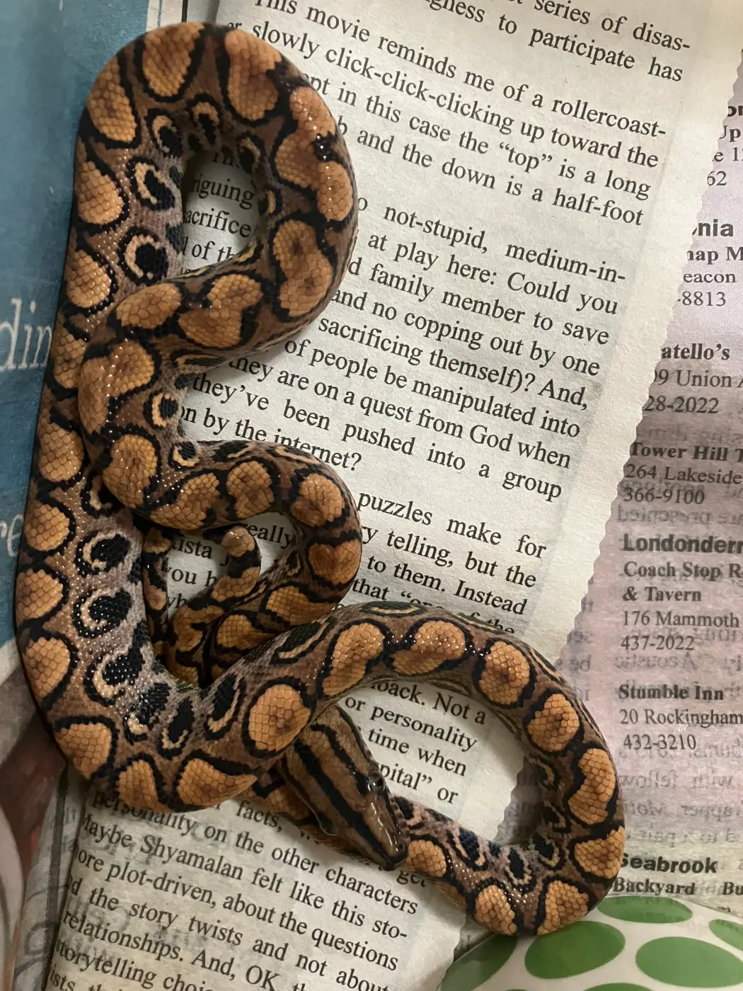 2026 Brazilian rainbow boa